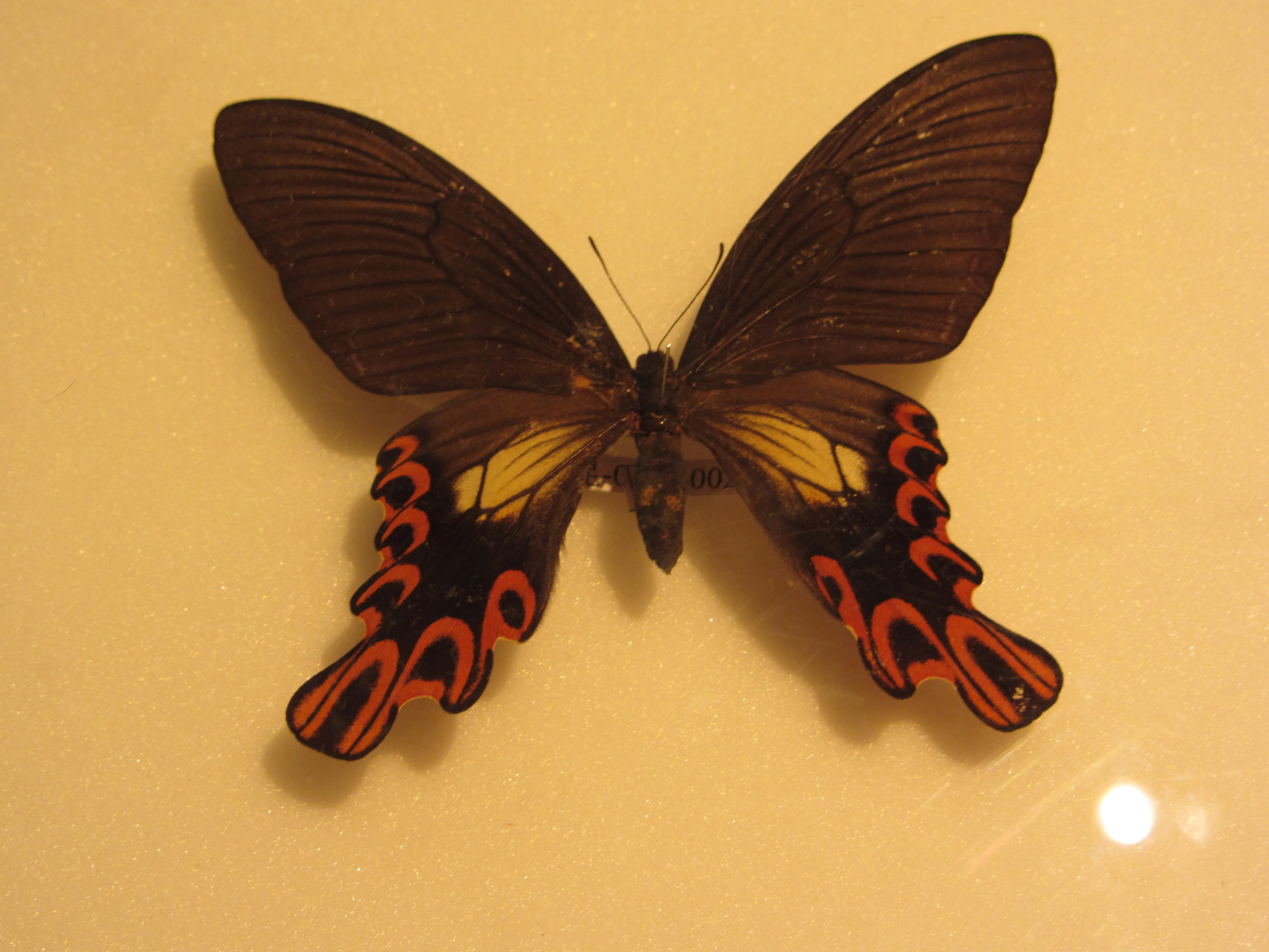 Логотип TASA и изображение бабочки Papilio maraho